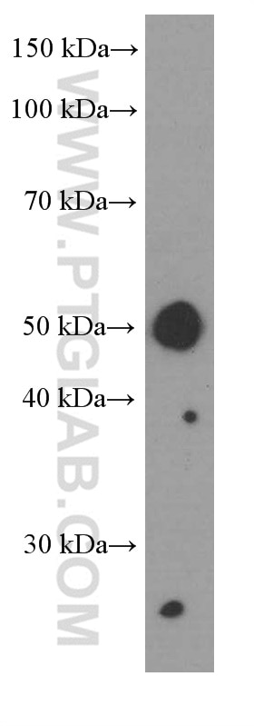 Western Blot (WB) analysis of pig lung tissue using PD-L1/CD274 Monoclonal antibody (66248-1-Ig)