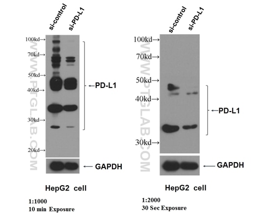 Western Blot (WB) analysis of HepG2 cells using PD-L1/CD274 Monoclonal antibody (66248-1-Ig)