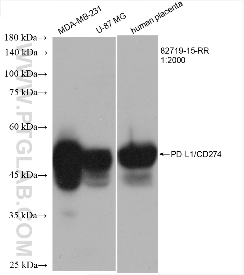 Western Blot (WB) analysis of various lysates using PD-L1/CD274 Recombinant antibody (82719-15-RR)