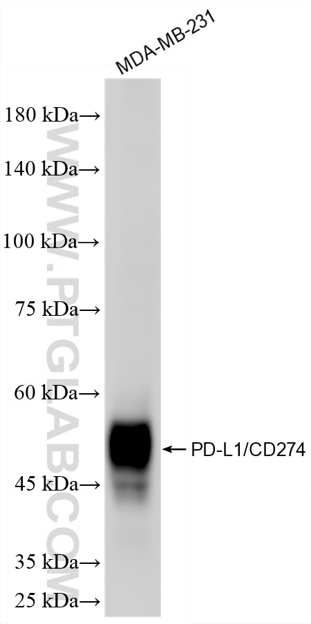 Western Blot (WB) analysis of MDA-MB-231 cells using PD-L1/CD274 Recombinant monoclonal antibody (85229-23-RR)
