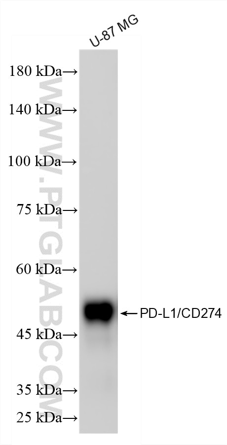 Western Blot (WB) analysis of U-87 MG cells using PD-L1/CD274 Recombinant monoclonal antibody (85229-23-RR)