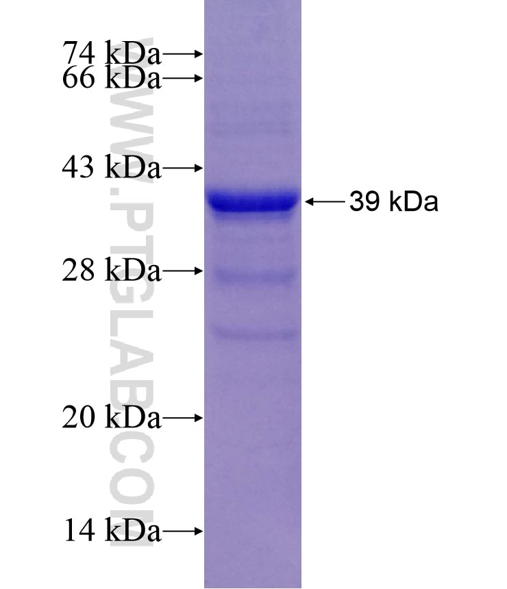 PD-L1/CD274 fusion protein Ag27557 SDS-PAGE