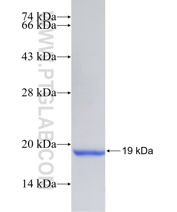 PD-L1/CD274 fusion protein Ag27611 SDS-PAGE