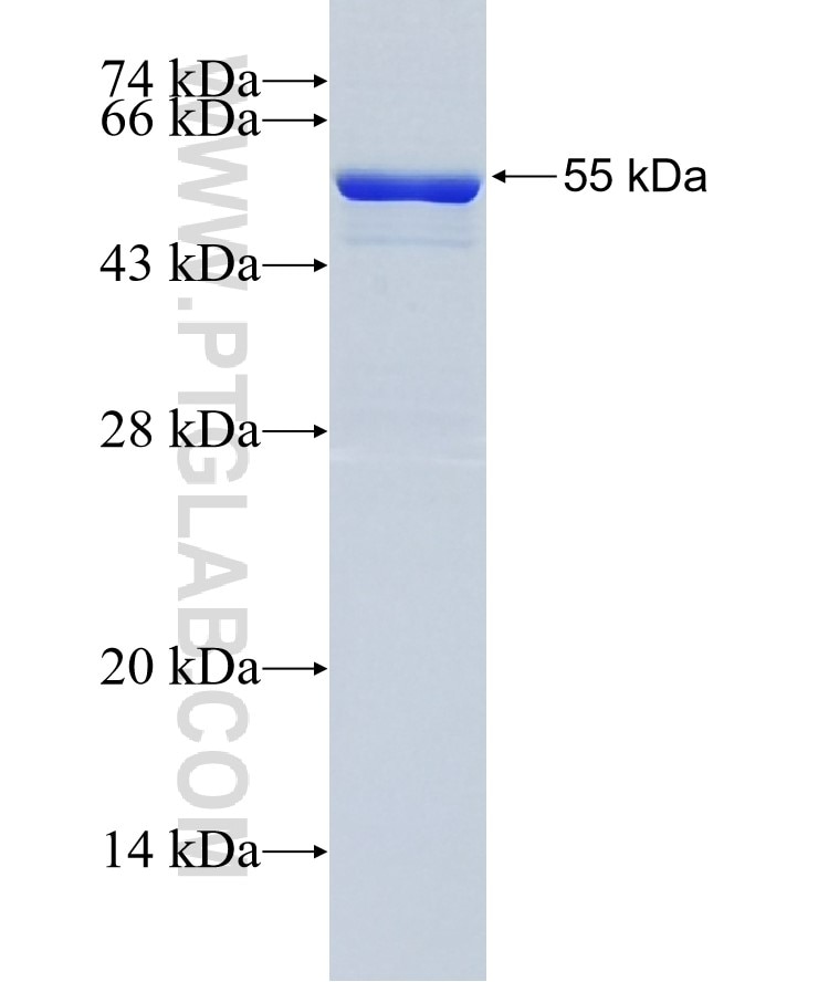 PD-L1/CD274 fusion protein Ag12432 SDS-PAGE