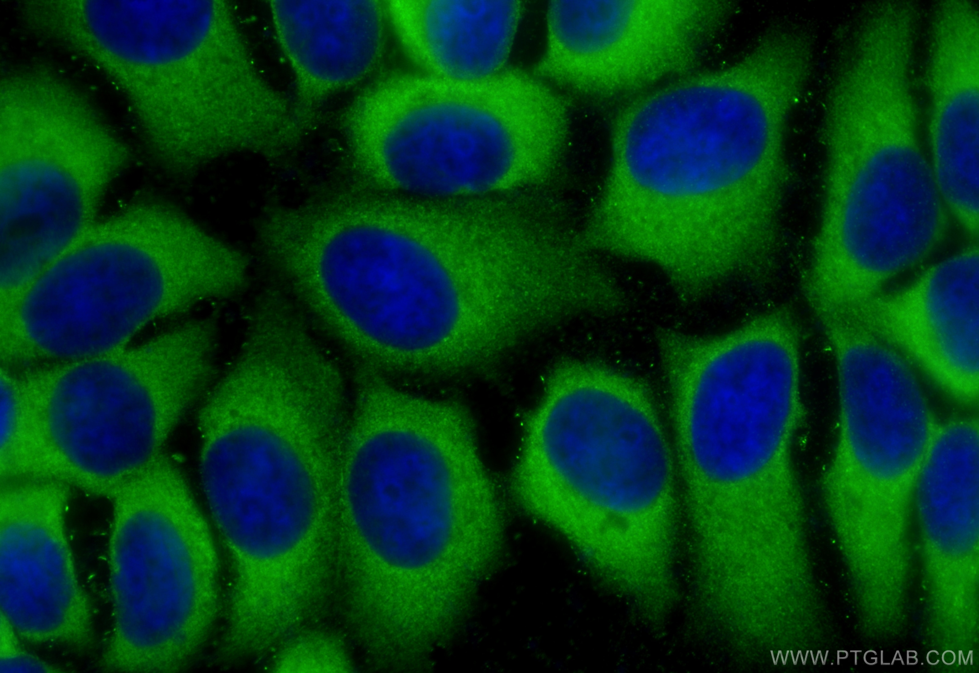 Immunofluorescence (IF) / fluorescent staining of MCF-7 cells using PDAP1 Polyclonal antibody (15081-1-AP)