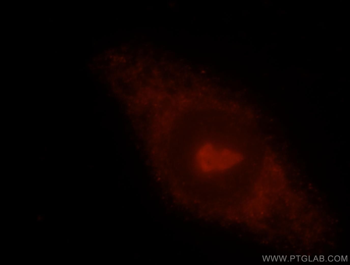 Immunofluorescence (IF) / fluorescent staining of HeLa cells using PDAP1 Polyclonal antibody (15081-1-AP)