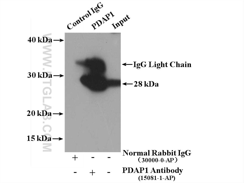Immunoprecipitation (IP) experiment of MCF-7 cells using PDAP1 Polyclonal antibody (15081-1-AP)