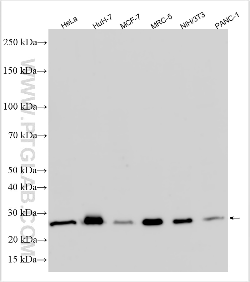 Western Blot (WB) analysis of various lysates using PDAP1 Polyclonal antibody (15081-1-AP)