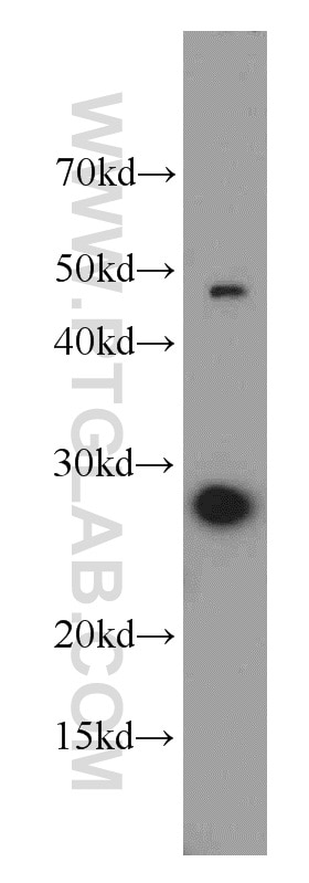 Western Blot (WB) analysis of MCF-7 cells using PDAP1 Polyclonal antibody (15081-1-AP)