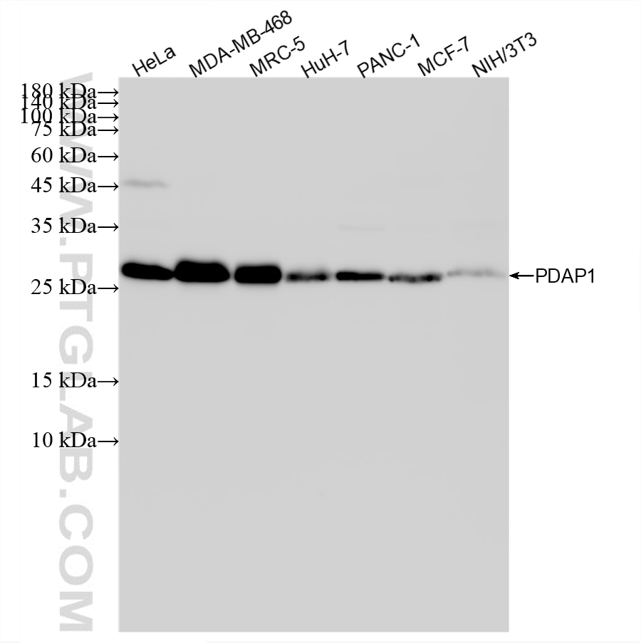 Western Blot (WB) analysis of various lysates using PDAP1 Recombinant monoclonal antibody (87870-1-RR)