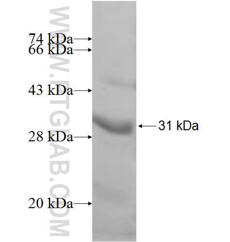 PDAP1 fusion protein Ag7093 SDS-PAGE