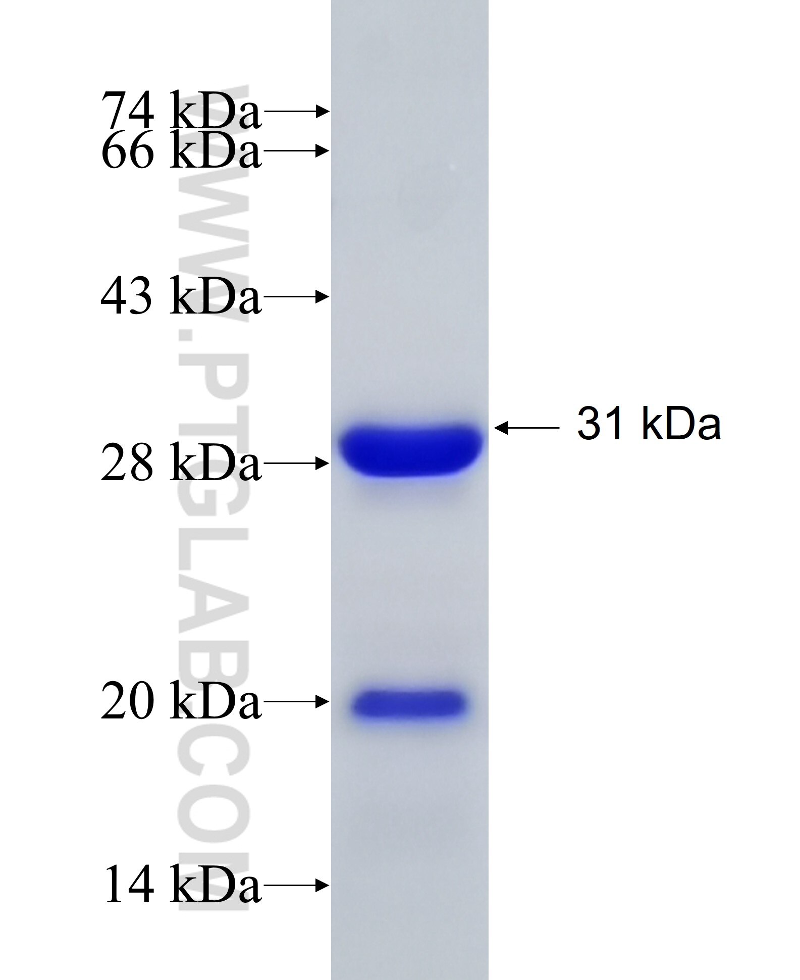 PDAP1 fusion protein Ag7093 SDS-PAGE