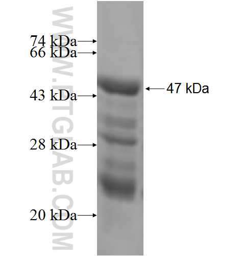 PDAP1 fusion protein Ag7155 SDS-PAGE