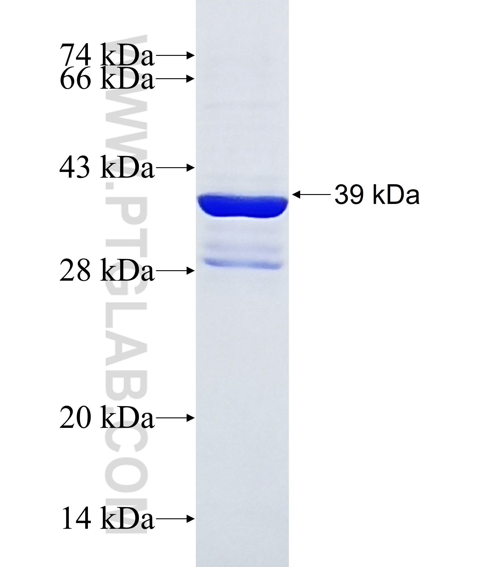 PDC fusion protein Ag37137 SDS-PAGE PDC fusion protein Ag37137 SDS-PAGE