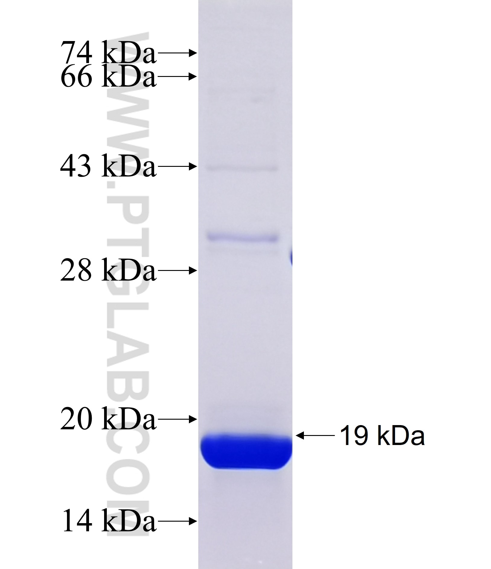 PDC fusion protein Ag37157 SDS-PAGE