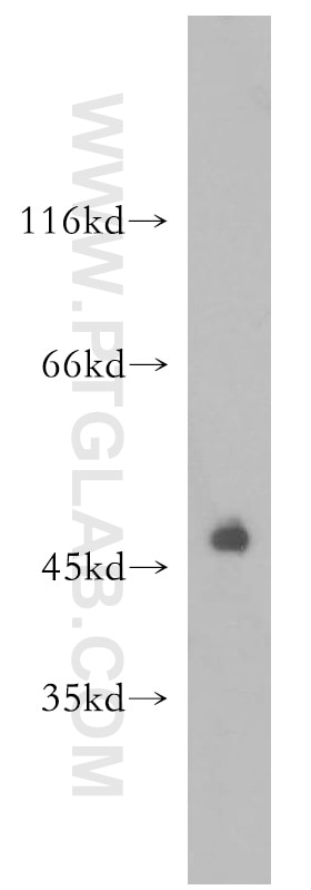 PD-1/CD279 Polyclonal antibody