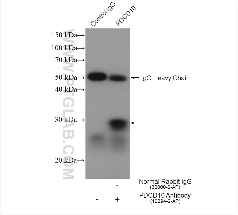 Immunoprecipitation (IP) experiment of MCF-7 cells using CCM3/PDCD10 Polyclonal antibody (10294-2-AP)