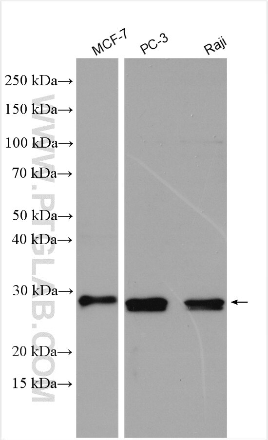Western Blot (WB) analysis of various lysates using CCM3/PDCD10 Polyclonal antibody (10294-2-AP)