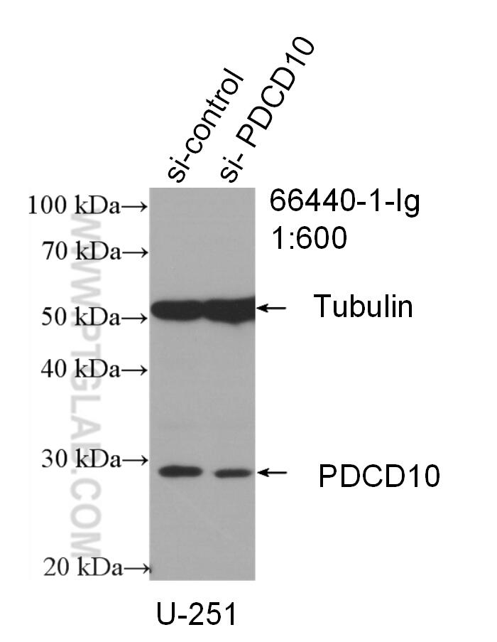 Western Blot (WB) analysis of U-251 cells using CCM3/PDCD10 Monoclonal antibody (66440-1-Ig)