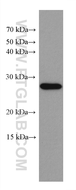 Western Blot (WB) analysis of Ramos cells using CCM3/PDCD10 Monoclonal antibody (66440-1-Ig)