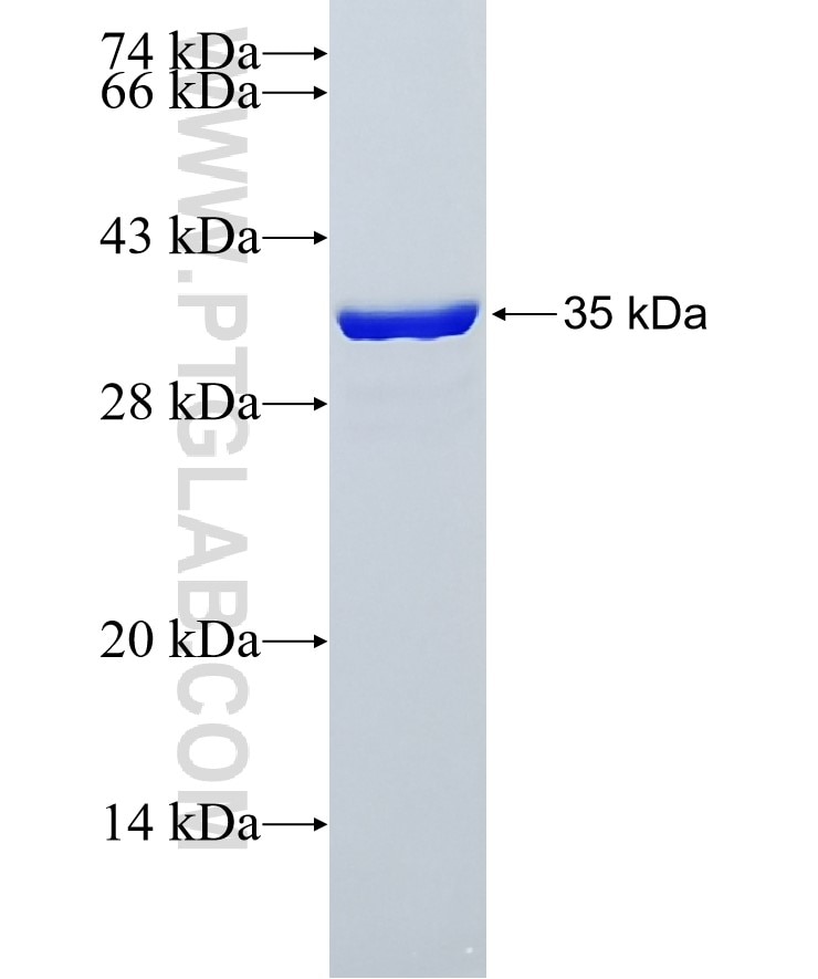 PDCD10 fusion protein Ag0348 SDS-PAGE
