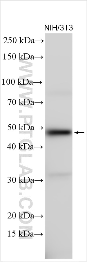 Western Blot (WB) analysis of various lysates using PD-L2/CD273 Polyclonal antibody (18251-1-AP)