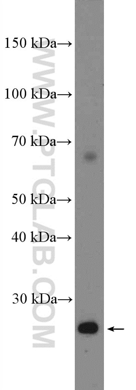 Western Blot (WB) analysis of RAW 264.7 cells using PD-L2/CD273 Polyclonal antibody (18251-1-AP)