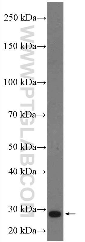 Western Blot (WB) analysis of HepG2 cells using PD-L2/CD273 Polyclonal antibody (18251-1-AP)