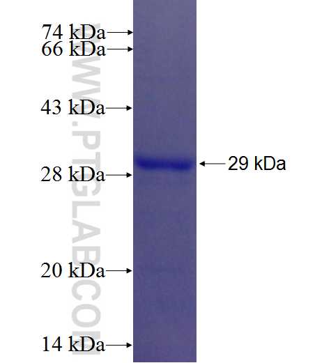 PDCD1LG2 fusion protein Ag26346 SDS-PAGE