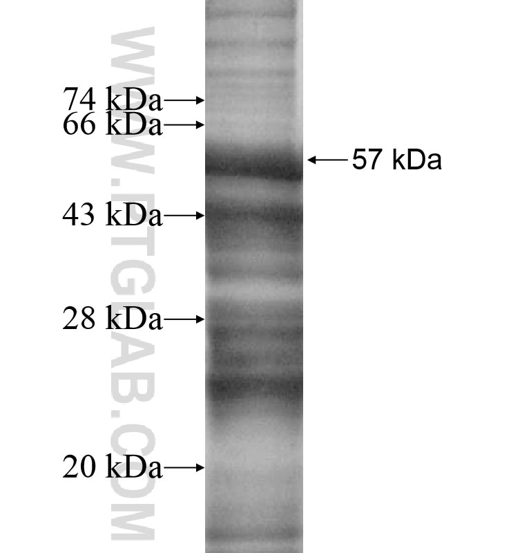 PDCD1LG2 fusion protein Ag13039 SDS-PAGE