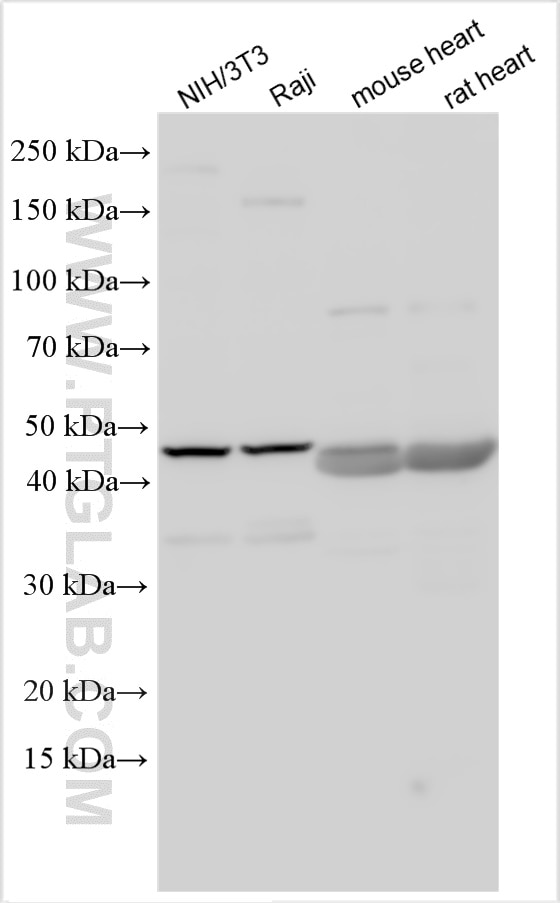 Western Blot (WB) analysis of various lysates using PDCD1LG2/PD-L2 Polyclonal antibody (27406-1-AP)