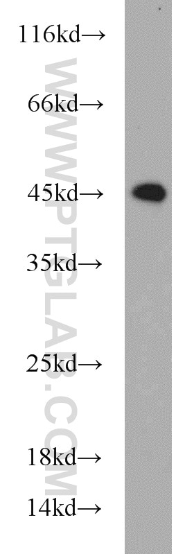 Western Blot (WB) analysis of H7ES cells using PDCD2 Polyclonal antibody (10725-1-AP)