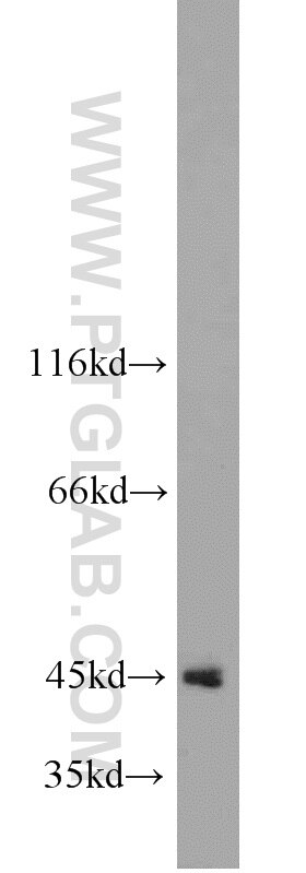 Western Blot (WB) analysis of HeLa cells using PDCD2 Polyclonal antibody (10725-1-AP)