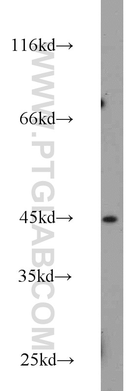 Western Blot (WB) analysis of mouse liver tissue using PDCD2 Polyclonal antibody (10725-1-AP)