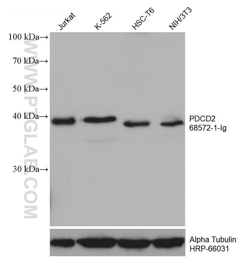 Western Blot (WB) analysis of various lysates using PDCD2 Monoclonal antibody (68572-1-Ig)