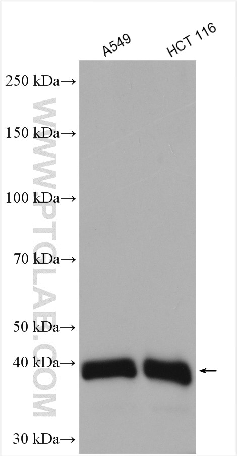 Western Blot (WB) analysis of various lysates using PDCD2L Polyclonal antibody (20781-1-AP)