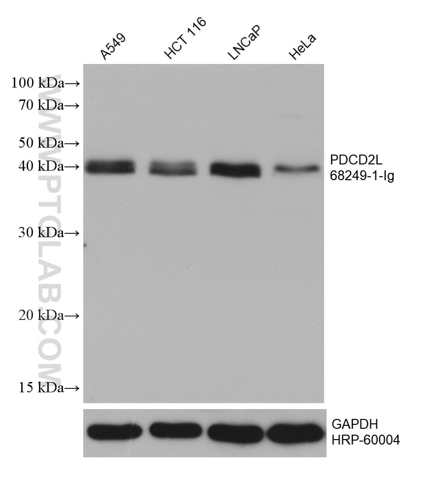 Western Blot (WB) analysis of various lysates using PDCD2L Monoclonal antibody (68249-1-Ig)