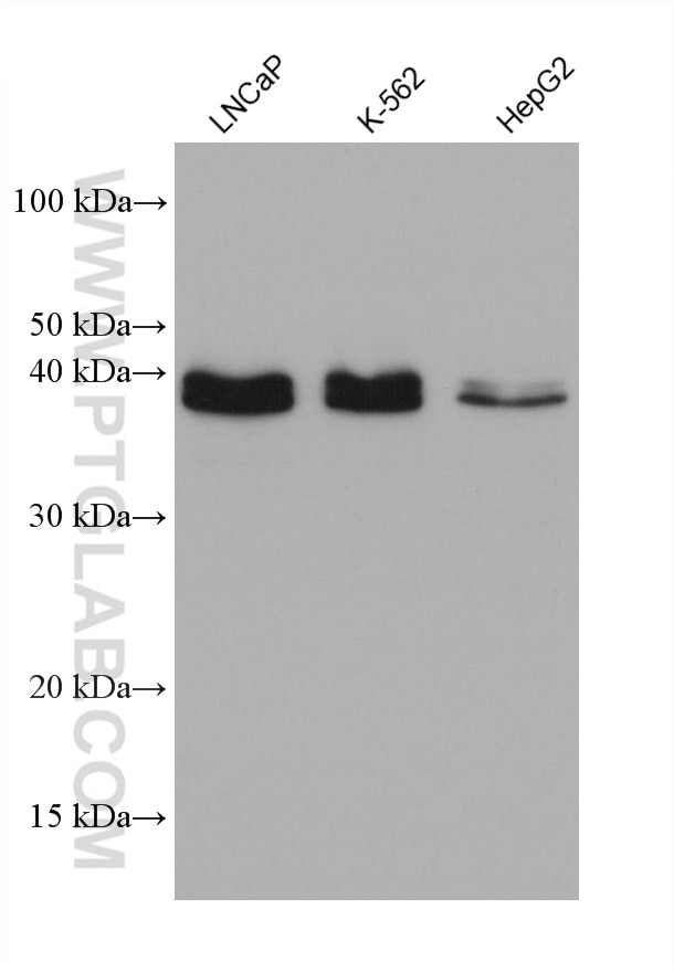 Western Blot (WB) analysis of various lysates using PDCD2L Monoclonal antibody (68249-1-Ig)