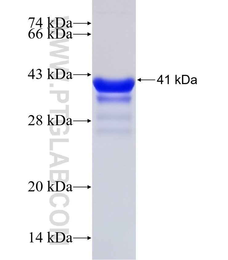 PDCD2L fusion protein Ag30789 SDS-PAGE