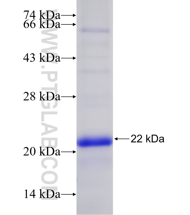 PDCD2L fusion protein Ag30807 SDS-PAGE