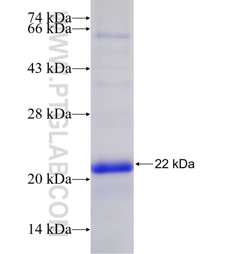 PDCD2L fusion protein Ag30807 SDS-PAGE