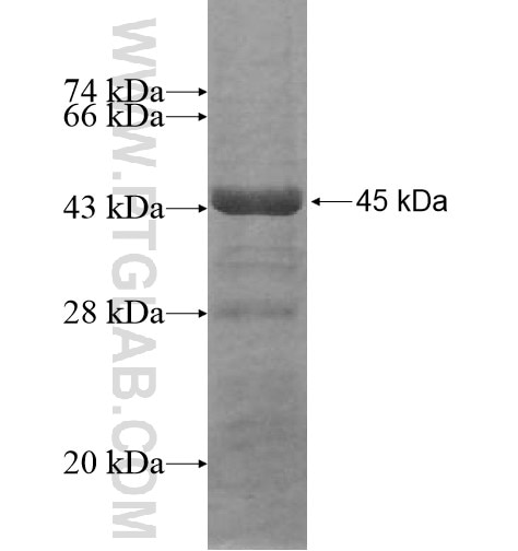 PDCD2L fusion protein Ag15008 SDS-PAGE