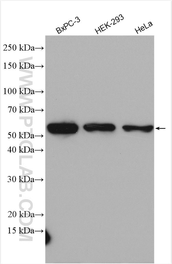 Western Blot (WB) analysis of various lysates using PDCD4 Polyclonal antibody (12587-1-AP)
