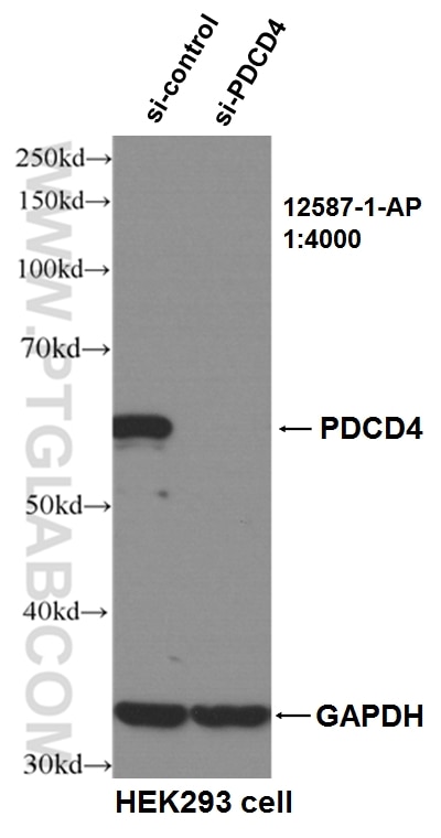 Western Blot (WB) analysis of HEK293 cells using PDCD4 Polyclonal antibody (12587-1-AP)