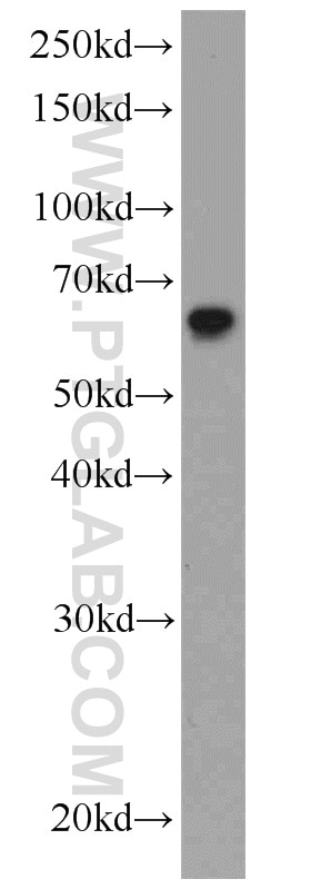 Western Blot (WB) analysis of HeLa cells using PDCD4 Polyclonal antibody (12587-1-AP)