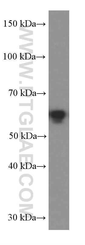 Western Blot (WB) analysis of HEK-293 cells using PDCD4 Monoclonal antibody (66100-1-Ig)