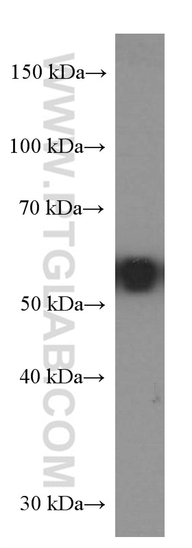 Western Blot (WB) analysis of HeLa cells using PDCD4 Monoclonal antibody (66100-1-Ig)