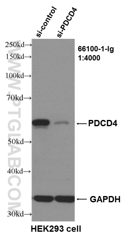 Western Blot (WB) analysis of HEK293 cells using PDCD4 Monoclonal antibody (66100-1-Ig)