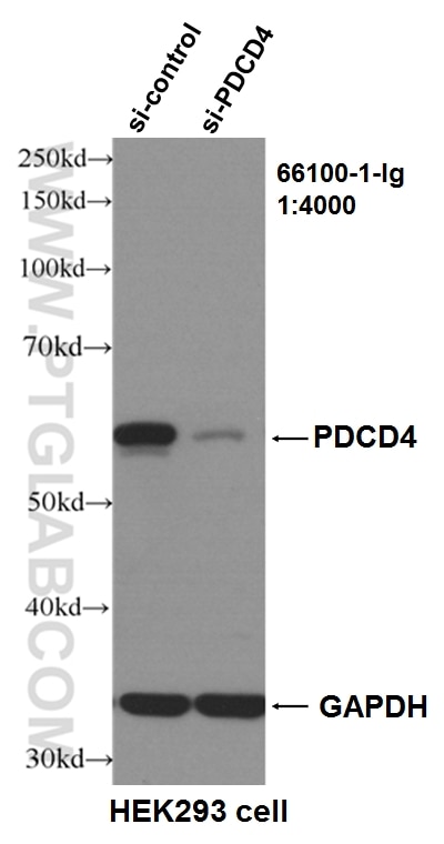 WB analysis of HEK293 cells using 66100-1-Ig