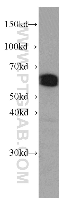 Western Blot (WB) analysis of HeLa cells using PDCD4 Monoclonal antibody (66100-1-Ig)